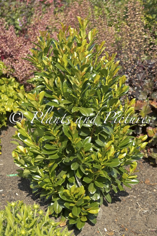 Prunus laurocerasus ‘Flippi01’ (BONAPARTE)