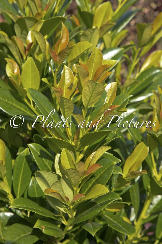 Prunus laurocerasus ‘Flippi01’ (BONAPARTE)