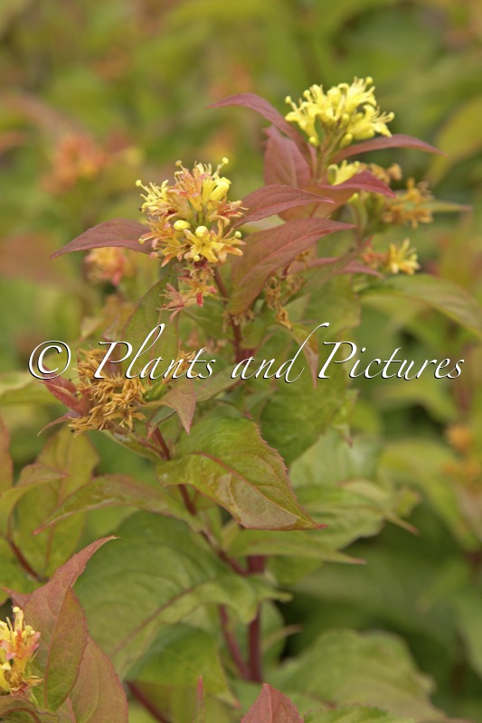 Diervilla splendens ‘G2X88544’ (KODIAK ORANGE)