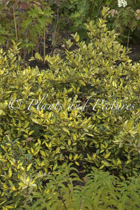 Elaeagnus pungens ‘Maculata’