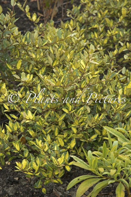 Elaeagnus pungens ‘Maculata’