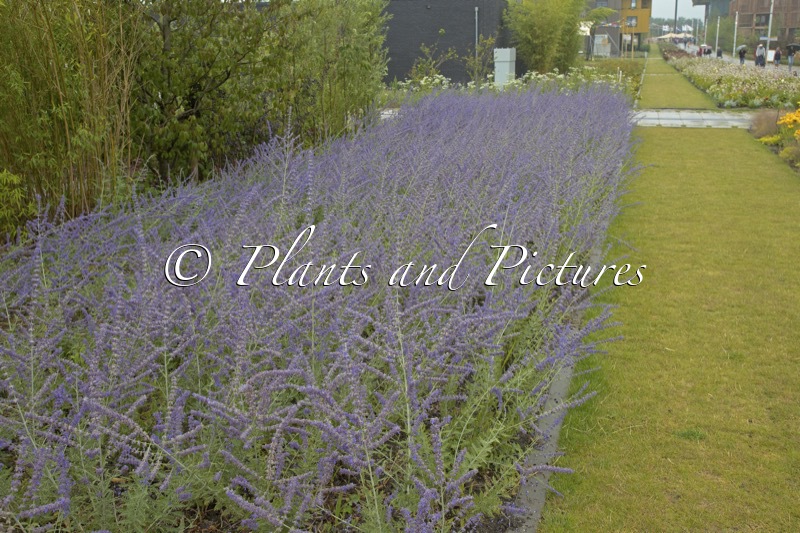 Perovskia ‘Blue Spire’