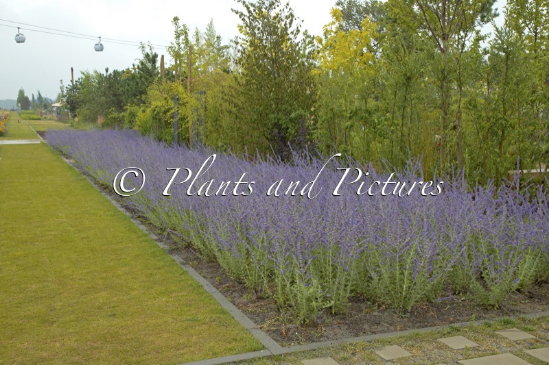 Perovskia ‘Blue Spire’