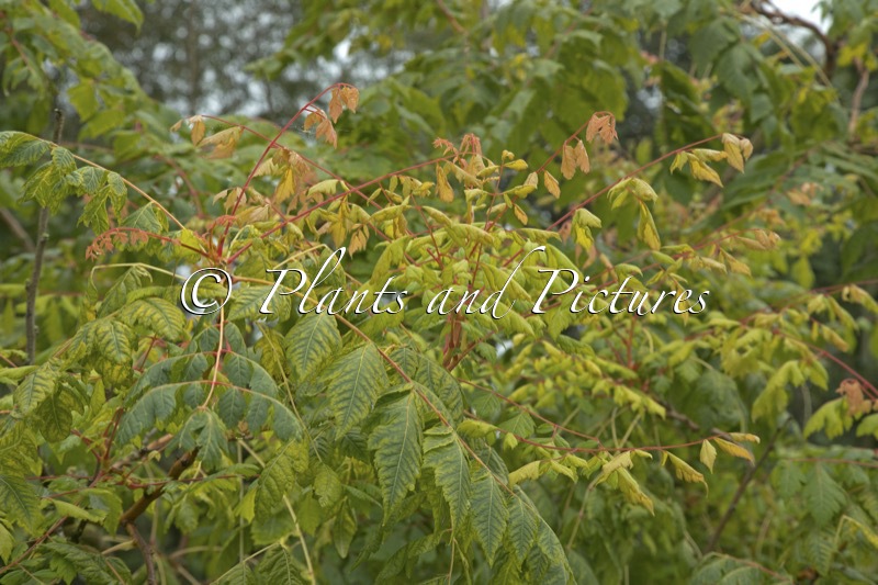 Koelreuteria paniculata ‘Coral Sun’