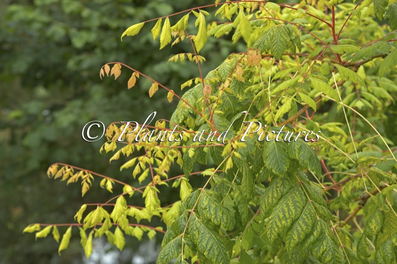 Koelreuteria paniculata ‘Coral Sun’
