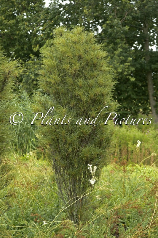 Frangula alnus ‘Ron Williams’ (FINE LINE)