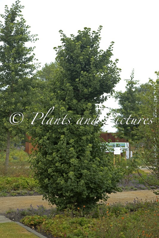 Ginkgo biloba ‘David’