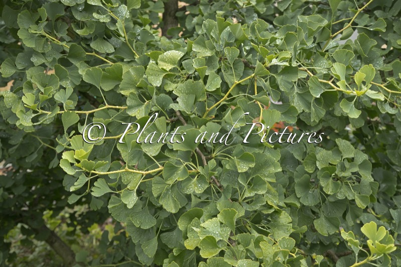 Ginkgo biloba ‘Ohatsuki’