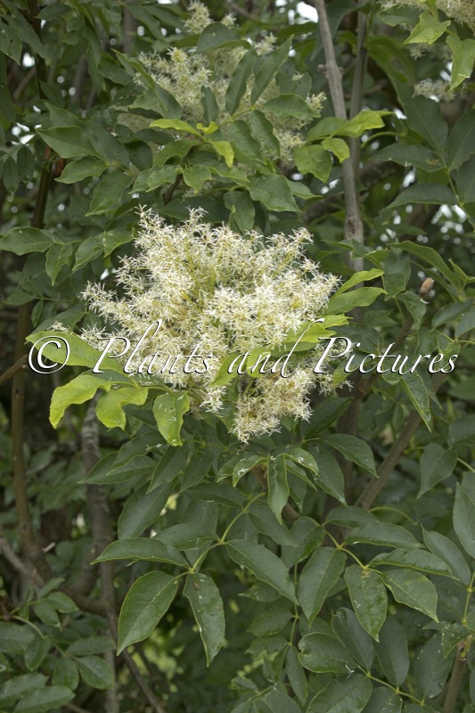 Fraxinus retusa var. henryana