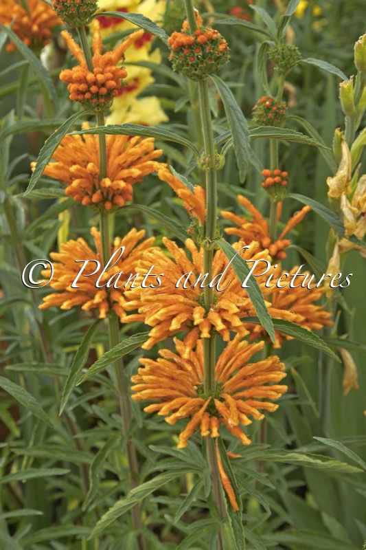 Leonotis leonurus
