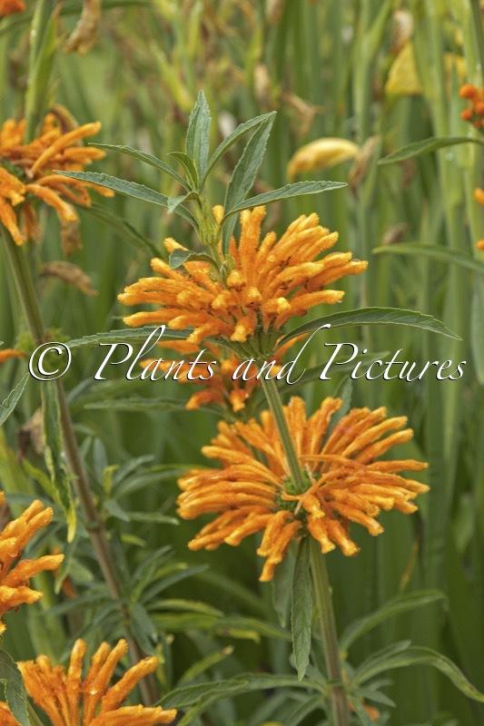 Leonotis leonurus