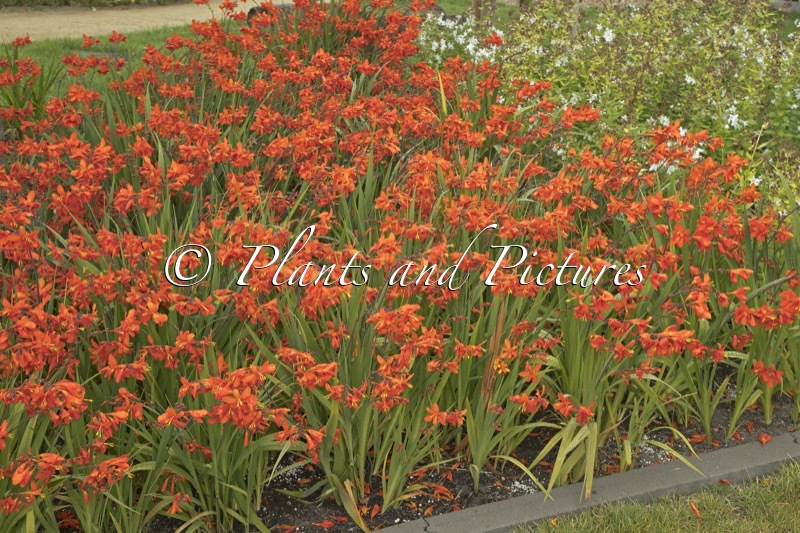 Crocosmia ‘Zeal Tan’