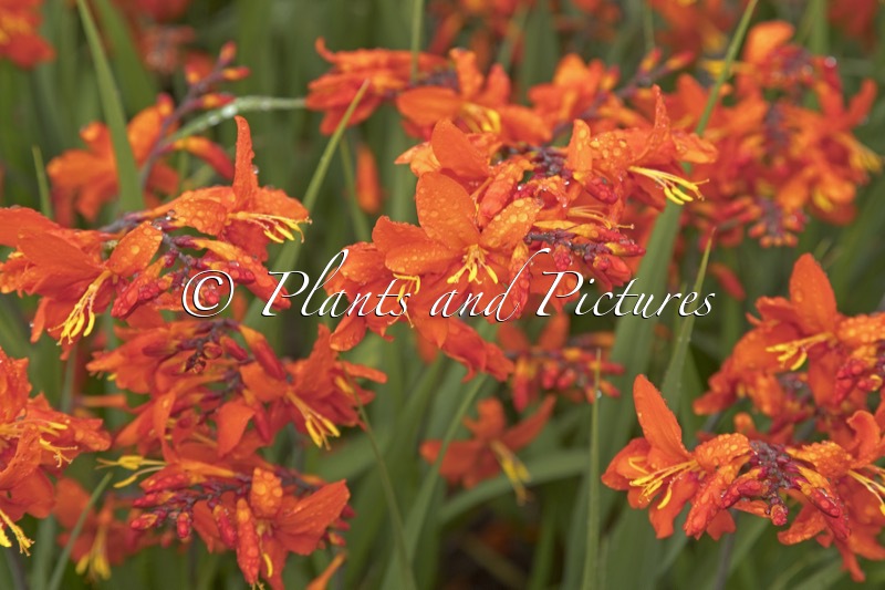 Crocosmia ‘Zeal Tan’