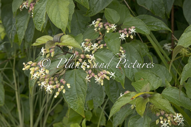 Clerodendrum trichotomum ‘Purple Haze’