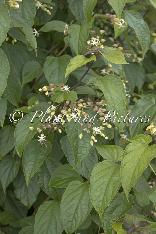 Clerodendrum trichotomum ‘Purple Haze’
