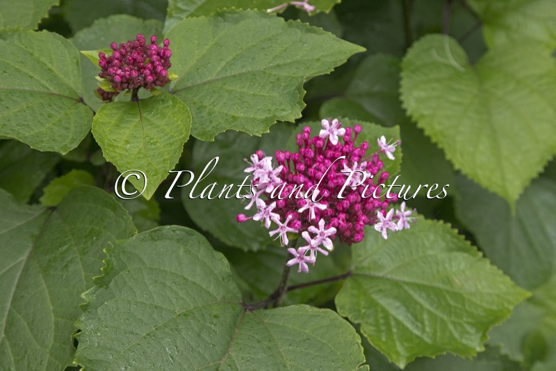 Clerodendrum bungei