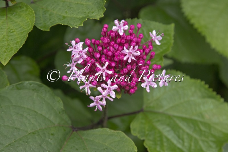 Clerodendrum bungei