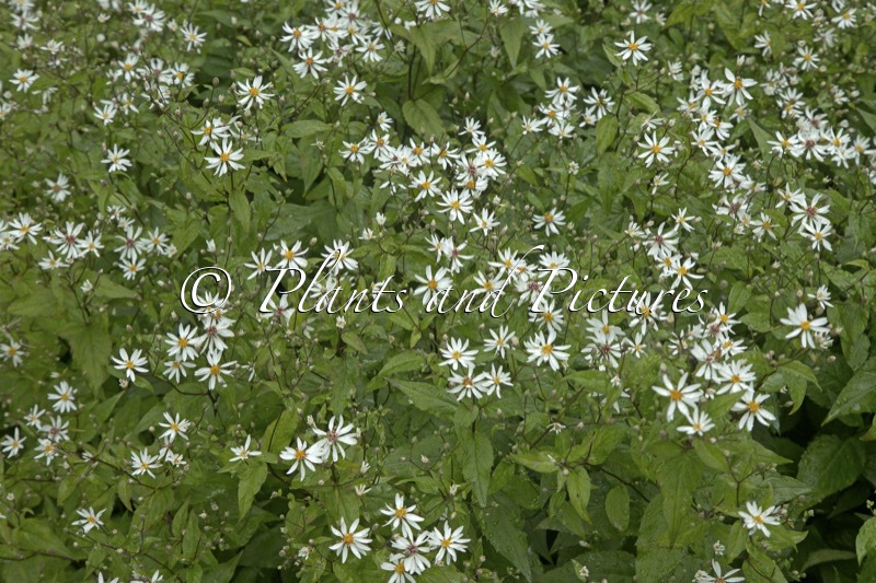 Aster divaricatus