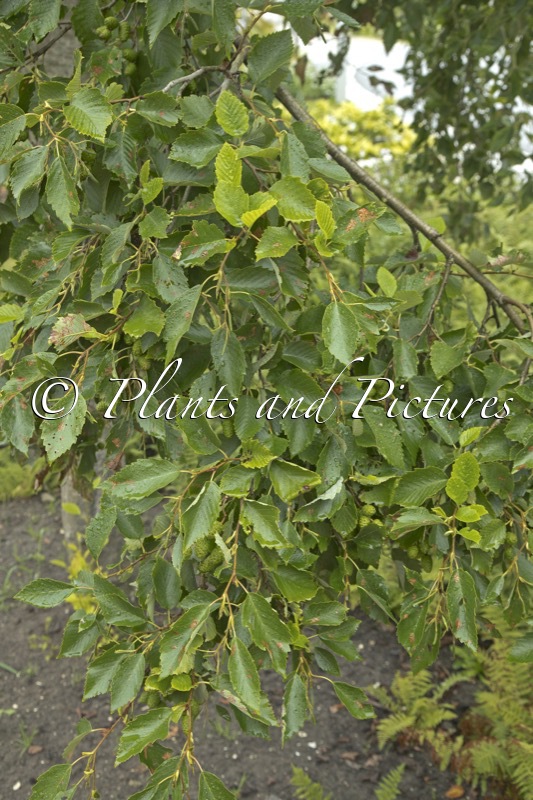 Alnus incana ‘Razzmatazz’