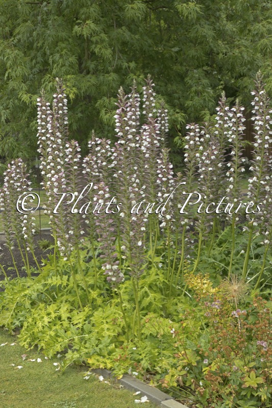 Acanthus mollis