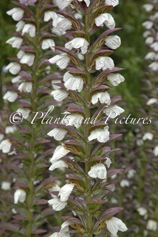 Acanthus mollis