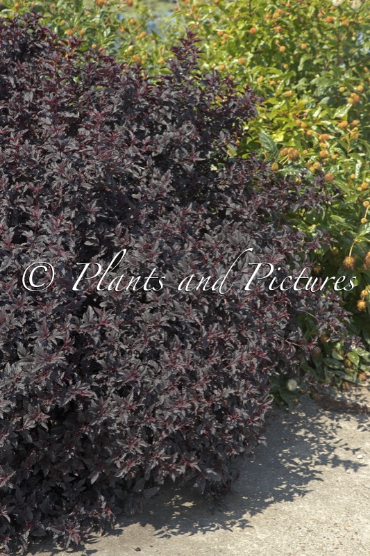 Physocarpus opulifolium ‘Minall2’ (ALL BLACK)