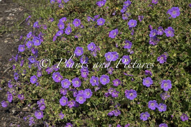Geranium ‘Gerwat’ (ROZANNE)