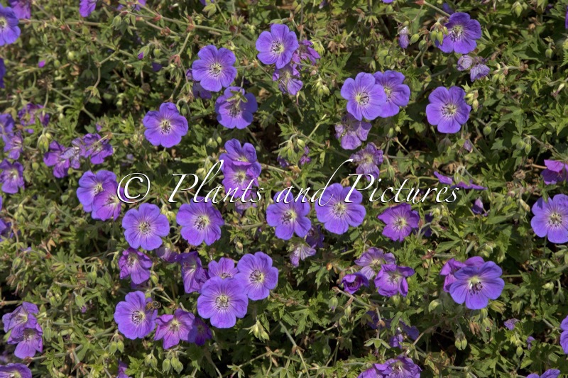 Geranium ‘Gerwat’ (ROZANNE)