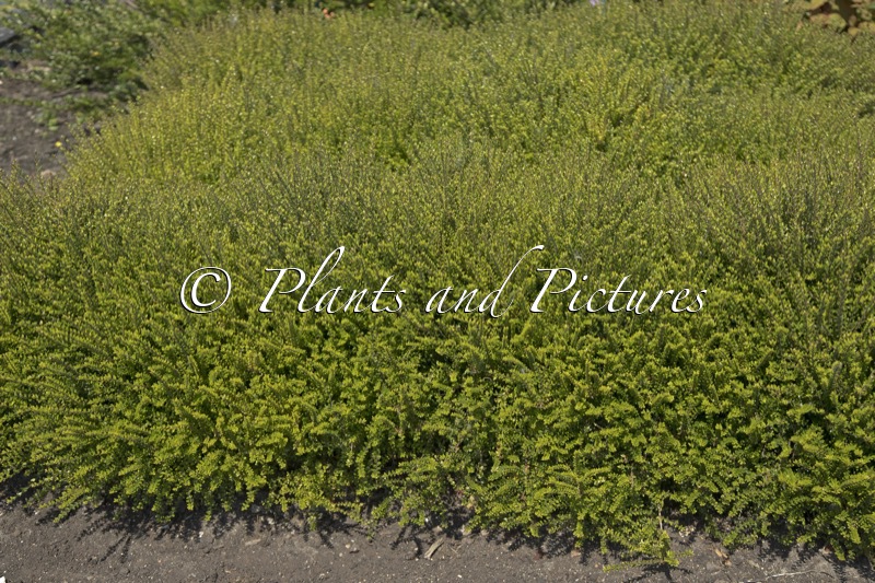 Lonicera nitida ‘Chalons’ (SCOOP)