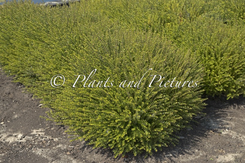 Lonicera nitida ‘Chalons’ (SCOOP)