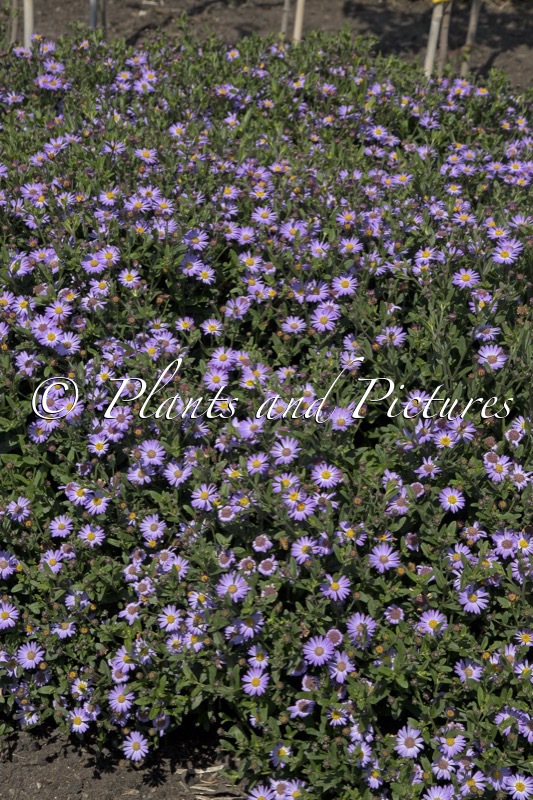 Aster ageratoides ‘Bocosir’ (SIRIUS)