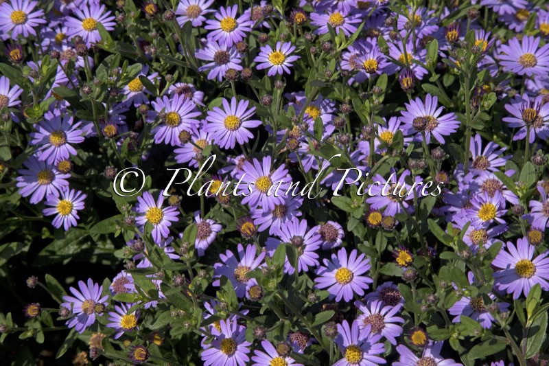Aster ageratoides ‘Bocosir’ (SIRIUS)
