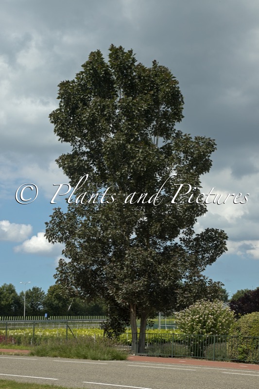 Populus deltoides ‘Black Tower’