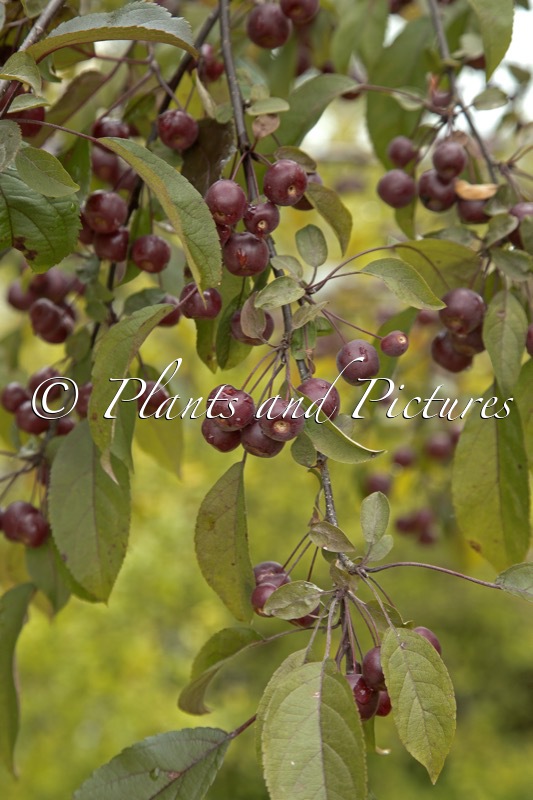 Malus ‘Courtarou’ (COCCINELLA)