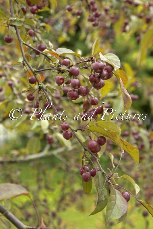 Malus ‘Courtarou’ (COCCINELLA)
