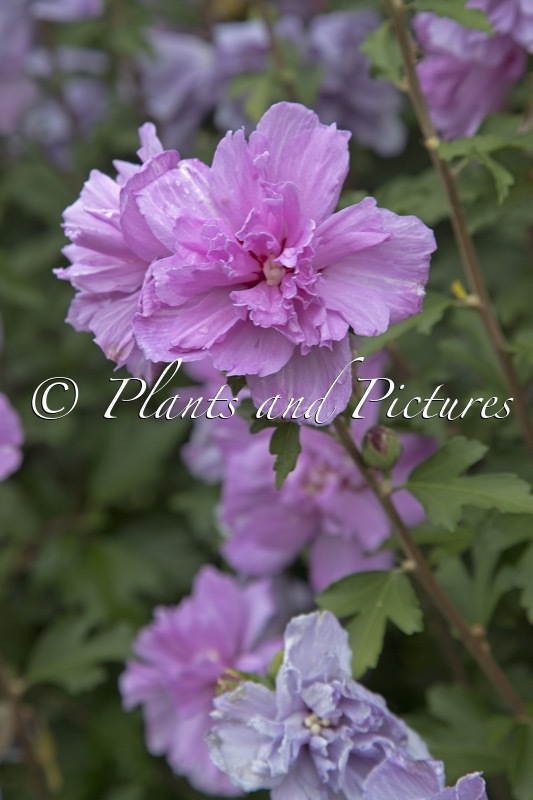 Hibiscus syriacus ‘Ardens’