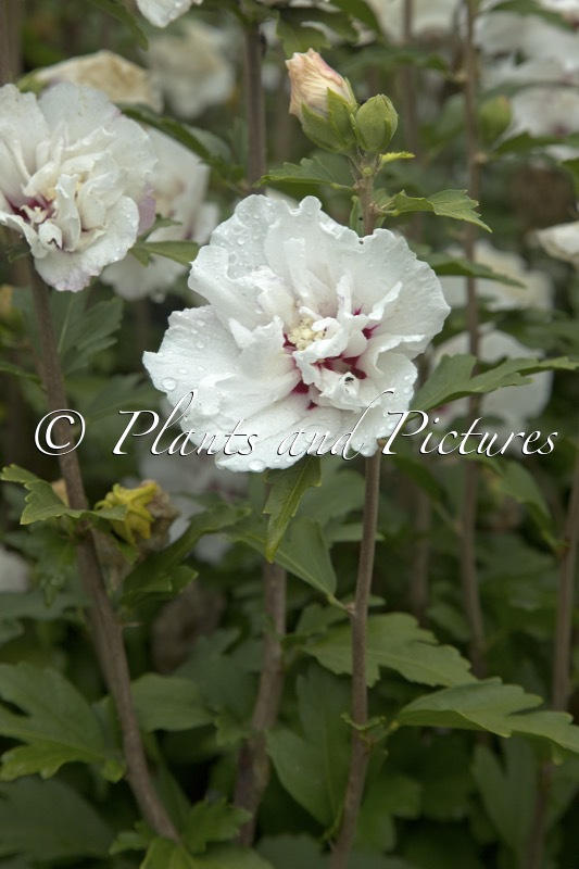 Hibiscus syriacus ‘Speciosus’