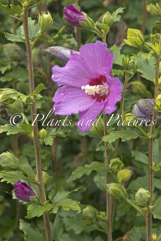 Hibiscus syriacus ‘Floru’ (RUSSIAN VIOLET)