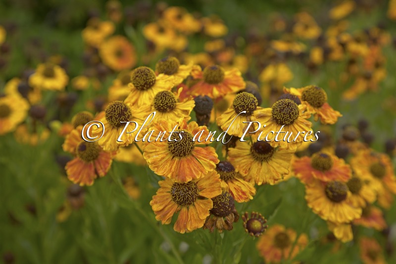 Helenium ‘Flamenco’