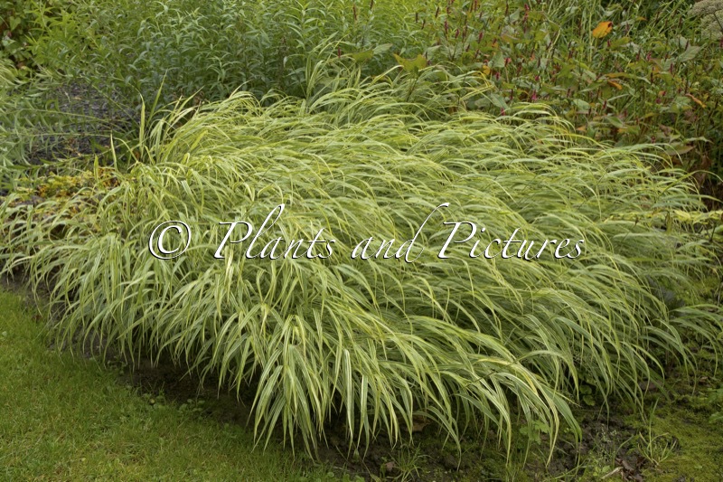 Hakonechloa macra ‘Albostriata’