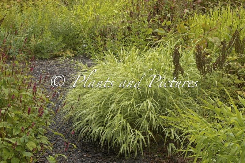 Hakonechloa macra ‘Albostriata’