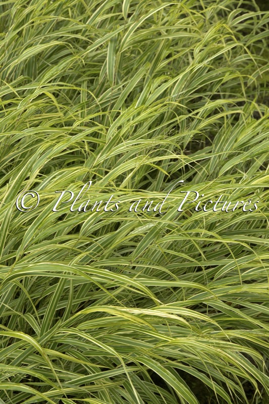 Hakonechloa macra ‘Albostriata’