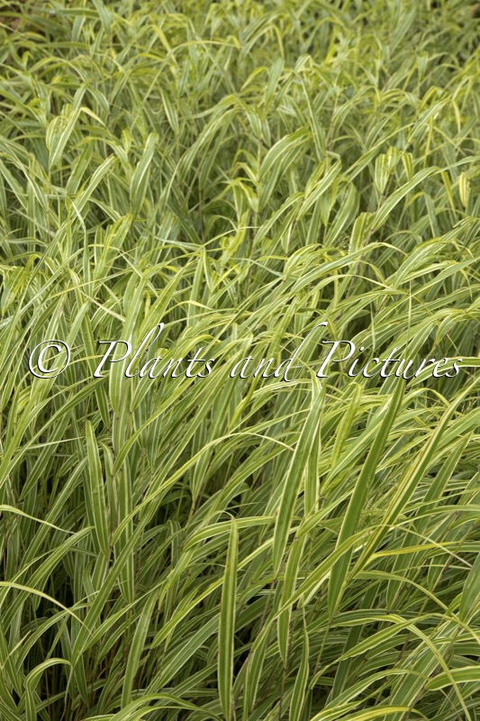 Hakonechloa macra ‘Albostriata’