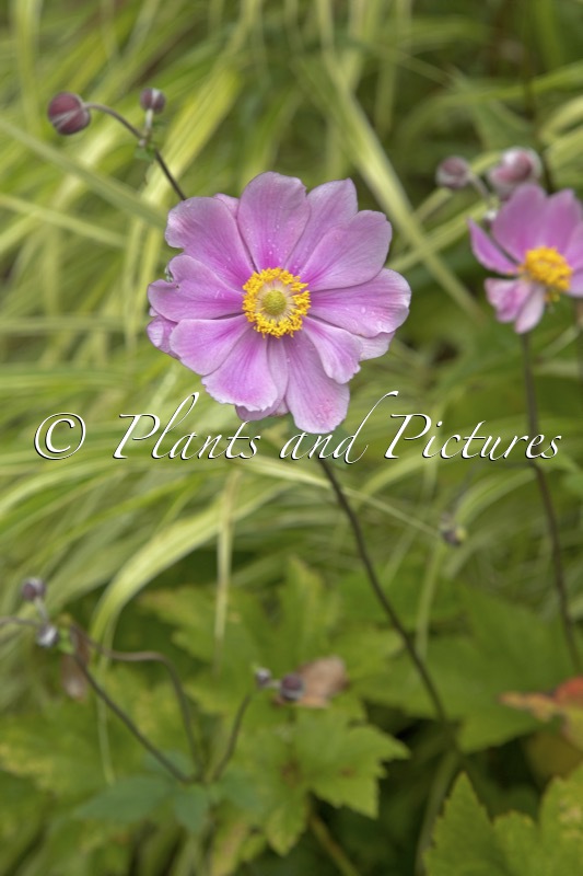 Anemone hybrida ‘Serenade’