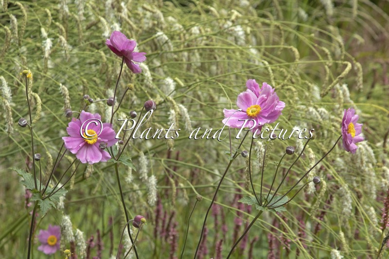 Anemone hybrida ‘Serenade’