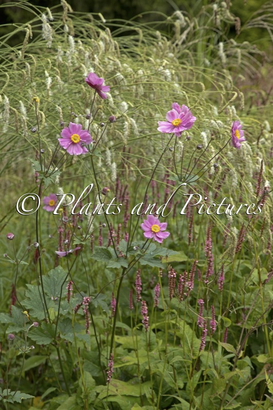 Anemone hybrida ‘Serenade’