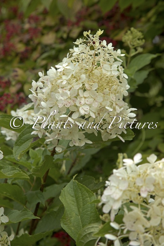Hydrangea paniculata ‘Mega Pearl’