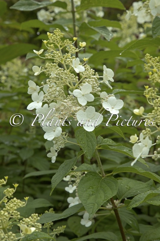Hydrangea paniculata ‘Skylight’