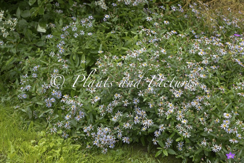 Aster ageratoides ‘Adustus Nanus’