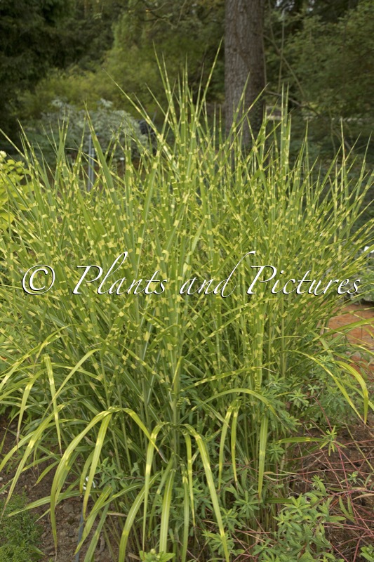Miscanthus sinensis ‘Strictus’